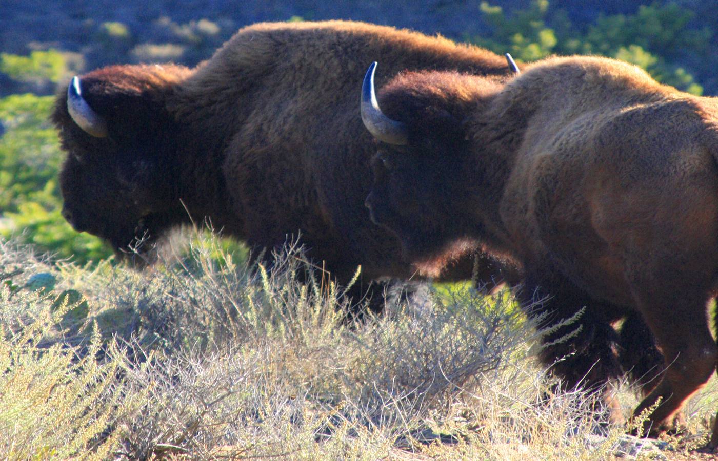 Catalina Island Cruise Port