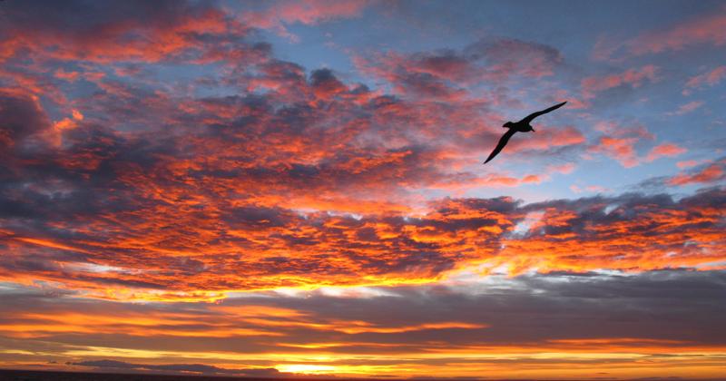 Cruise Cape Horn & Drake Passage