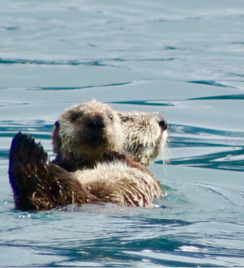 Cruise College Fjord, Alaska