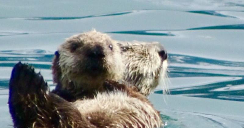 Cruise College Fjord, Alaska