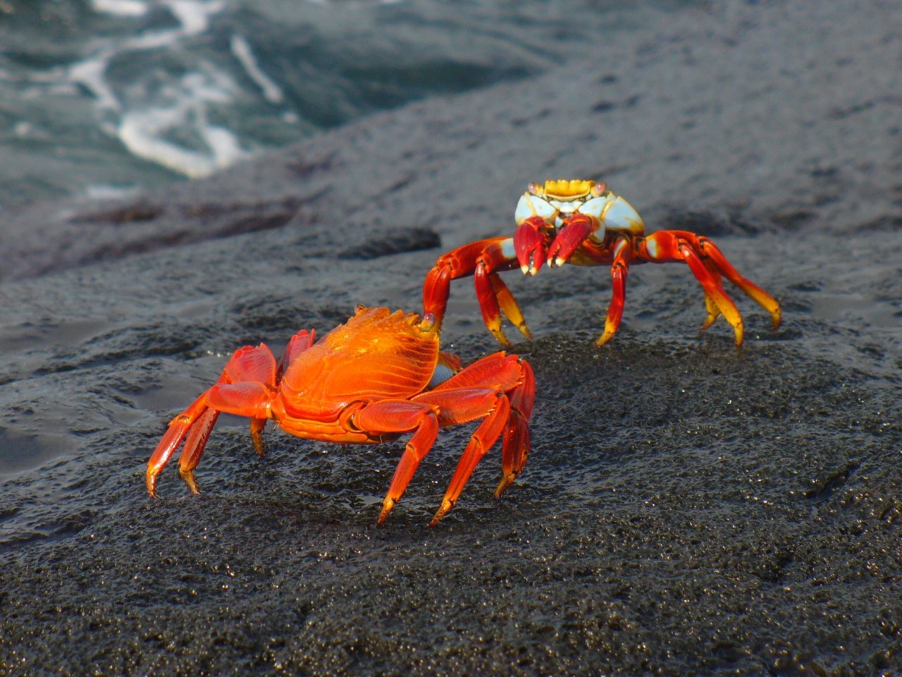 Daphne Island, Galapagos Cruise Port - overhead view of the Daphne Island itinerary stop located in the Galapagos cruising region
