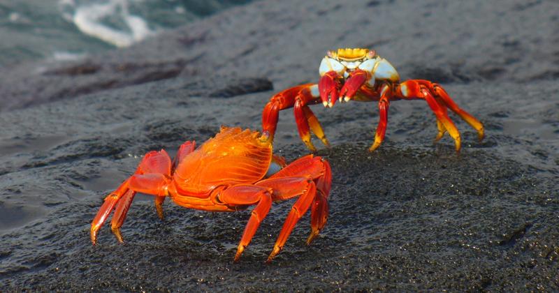 Daphne Island, Galapagos