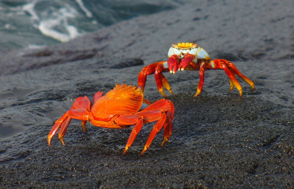 Daphne Island, Galapagos cruise port