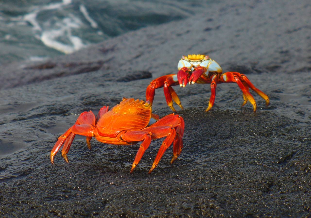 Daphne Island Cruise Port