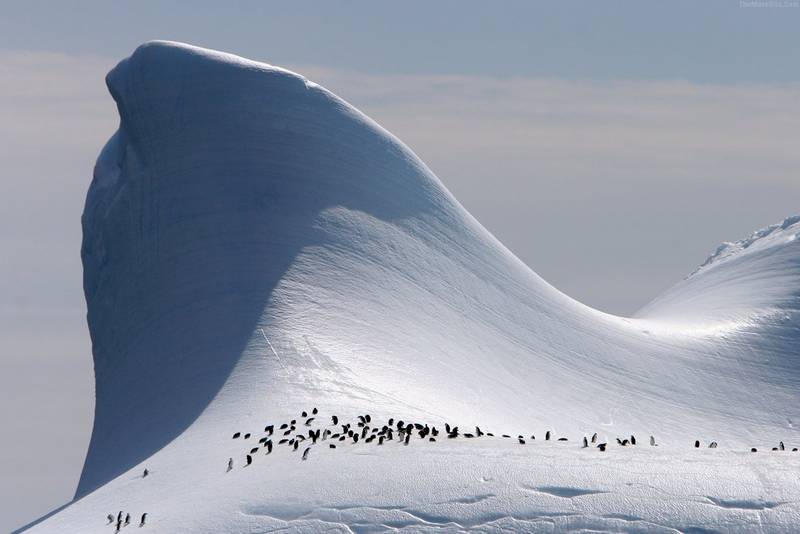 Elephant Island, South Shetland Islands Image 1