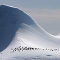 Elephant Island, South Shetland Islands