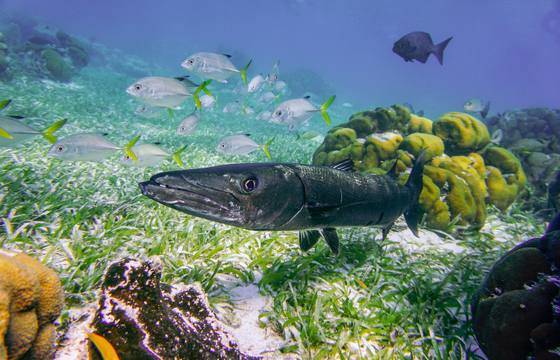 Coral Caye