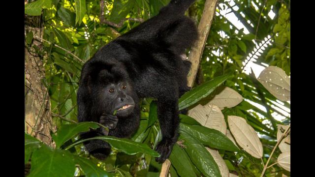 Belize City Cruise Port - Wildlife