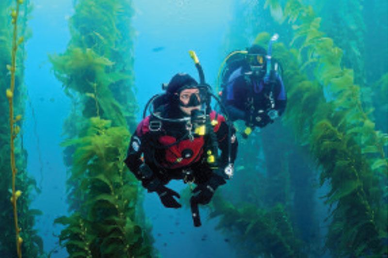 Catalina Island, California - Dive or Snorkel