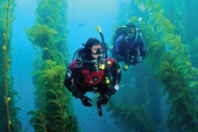 Catalina Island Cruise Port - Dive or Snorkel