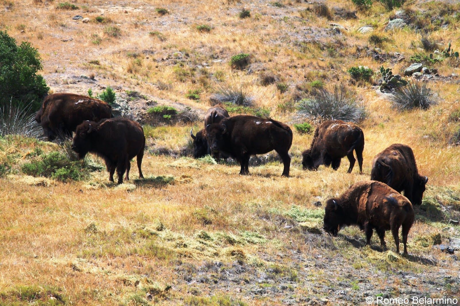 Catalina Island, California - Explore Nature