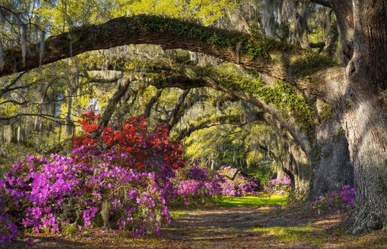 Magnolia Plantation