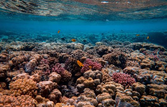 Coral Reefs