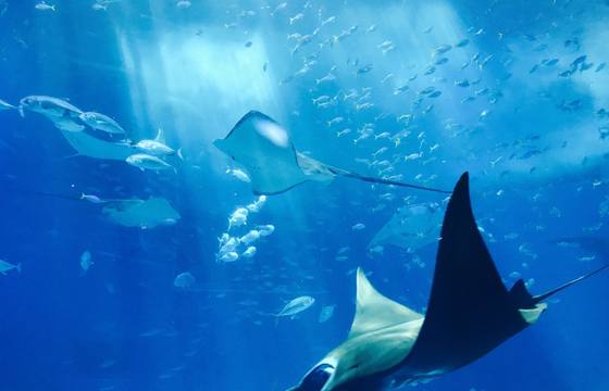 Stingray City