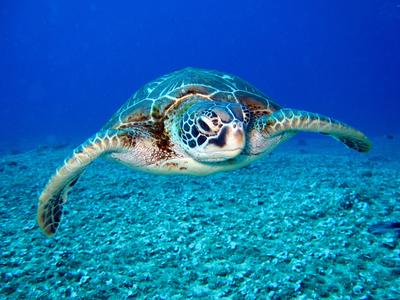 George Town Cruise Port - Cayman Turtle Farm