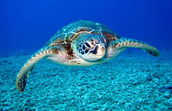 Cayman Turtle Farm