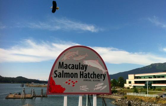 Macaulay Salmon Hatchery