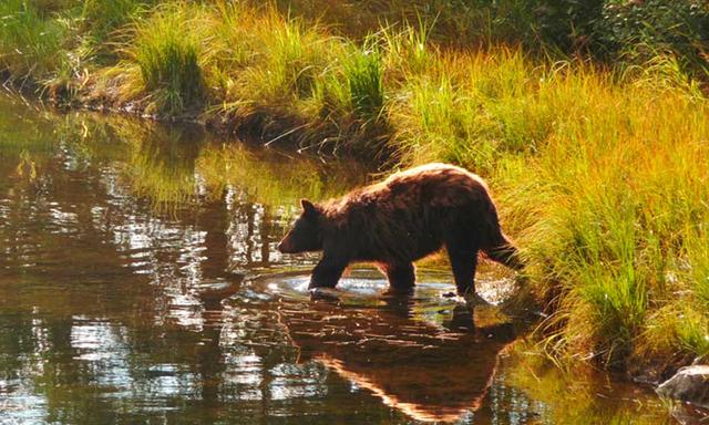 Juneau Cruise Port - Wildlife Tours