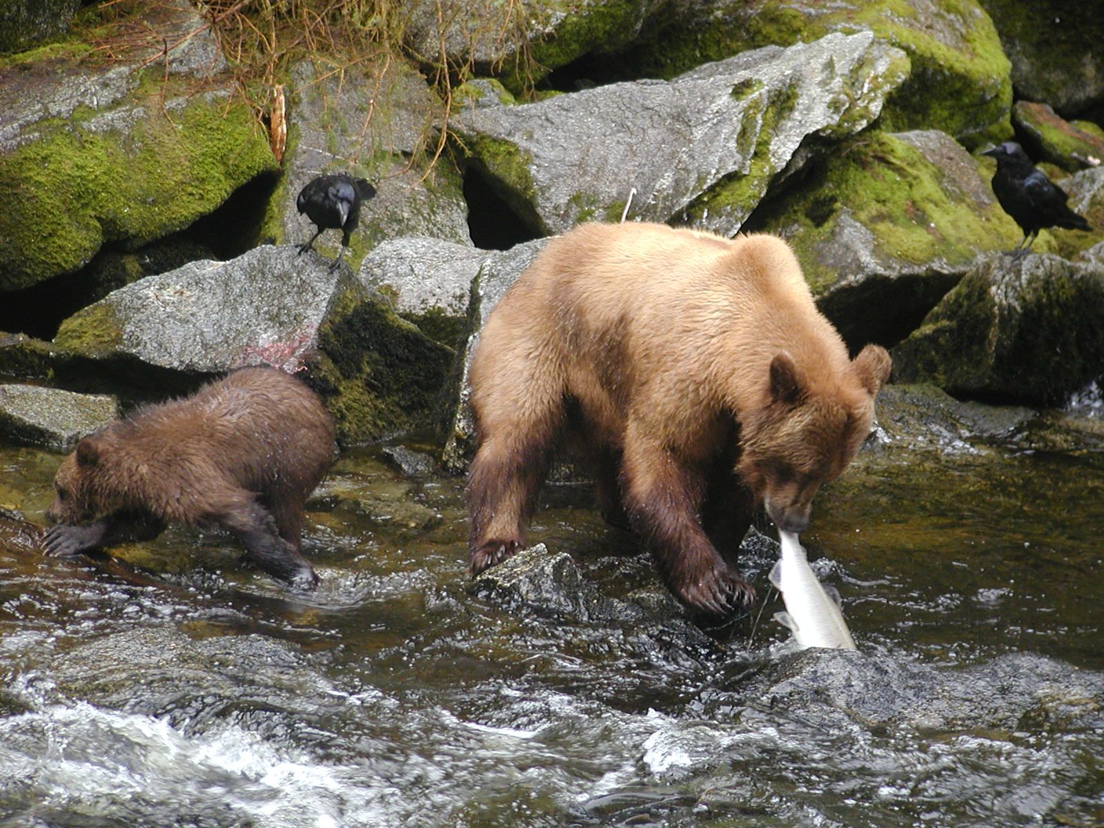 Ketchikan, Alaska - Bears!!!