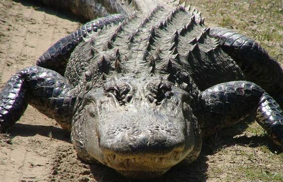 Kayak Alligator Swamps