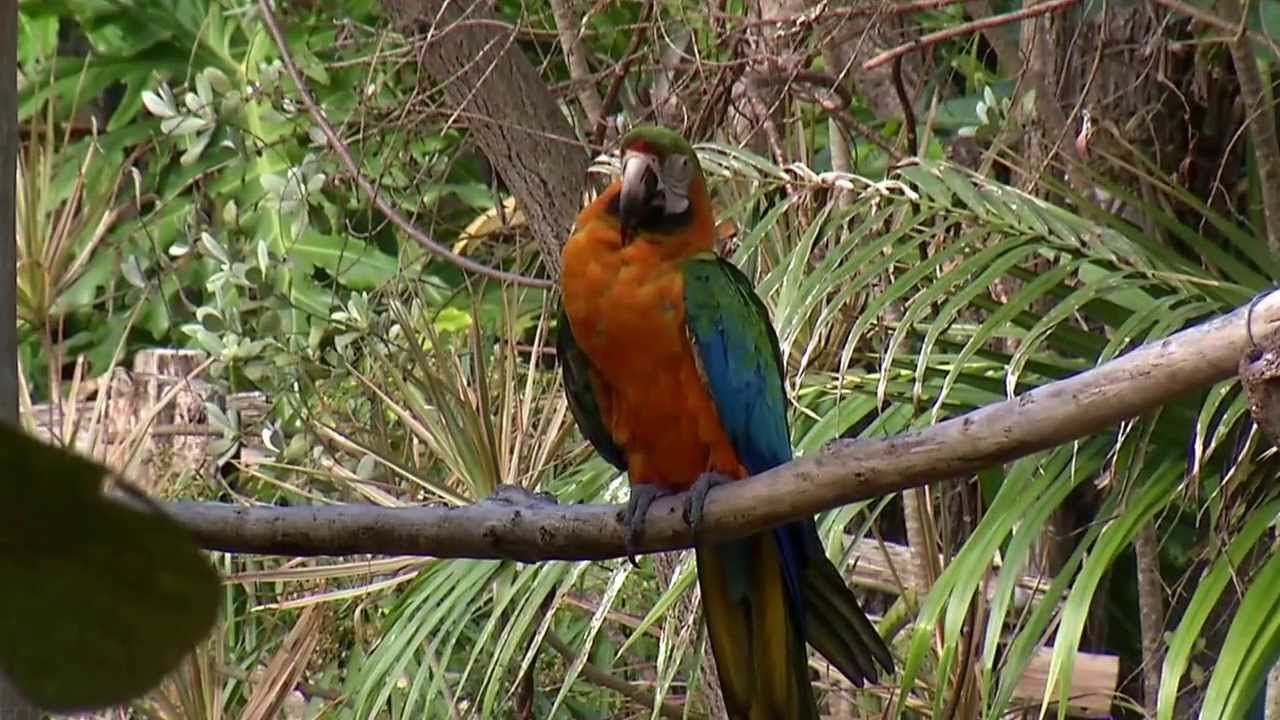 Nassau, Bahamas - Ardastra Gardens, Zoo and Conservation Center
