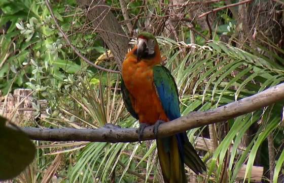 Ardastra Gardens, Zoo and Conservation Center