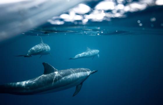 Dolphin Cove