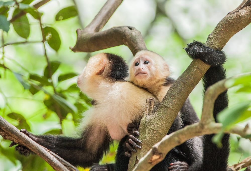 Coxen Hole, Roatan, Bay Islands, Honduras - Wildlife