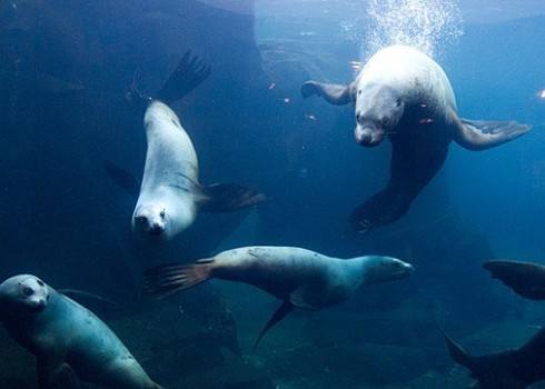 The Sealife Center