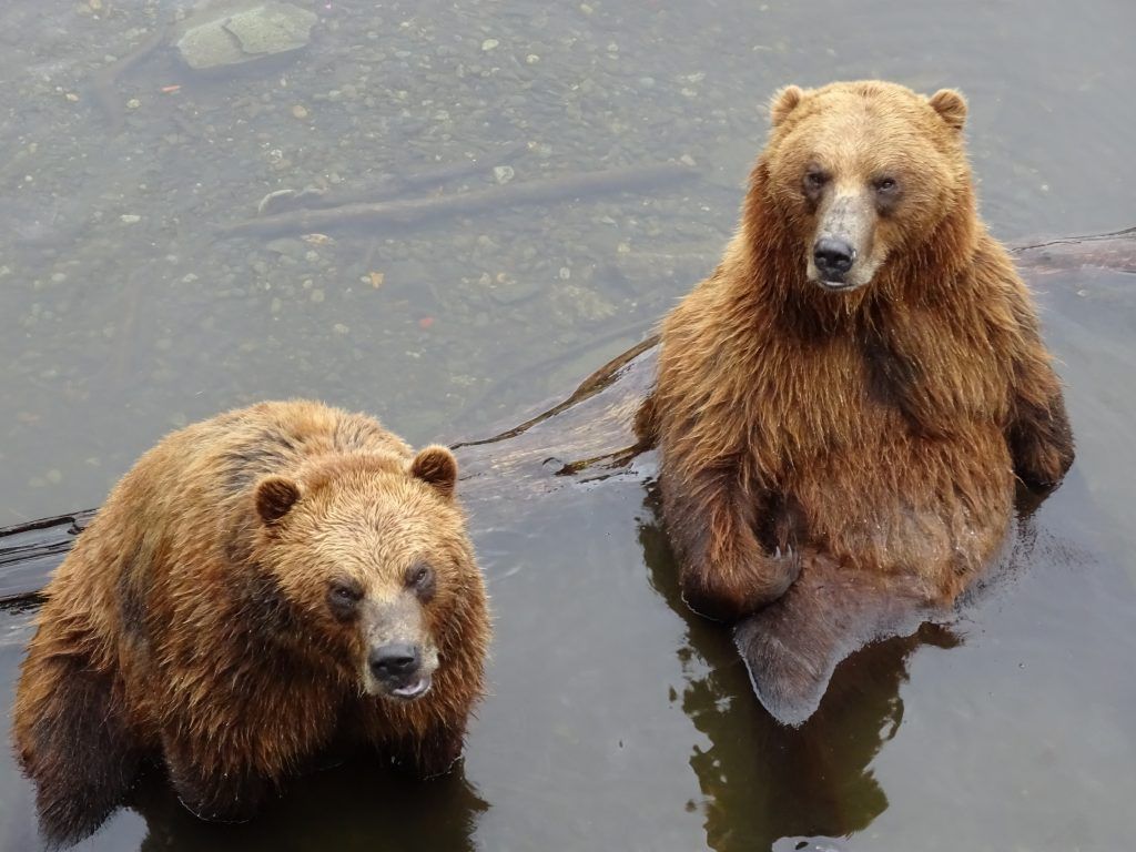 Sitka, Alaska - Fortress of the Bear (Brown Bear Education and Viewing Center)
