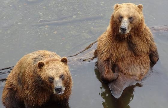 Fortress of the Bear (Brown Bear Education and Viewing Center)