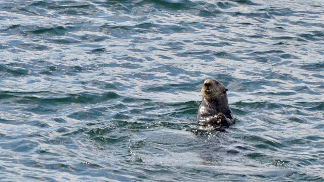 Sitka Cruise Port - Wildlife Viewing
