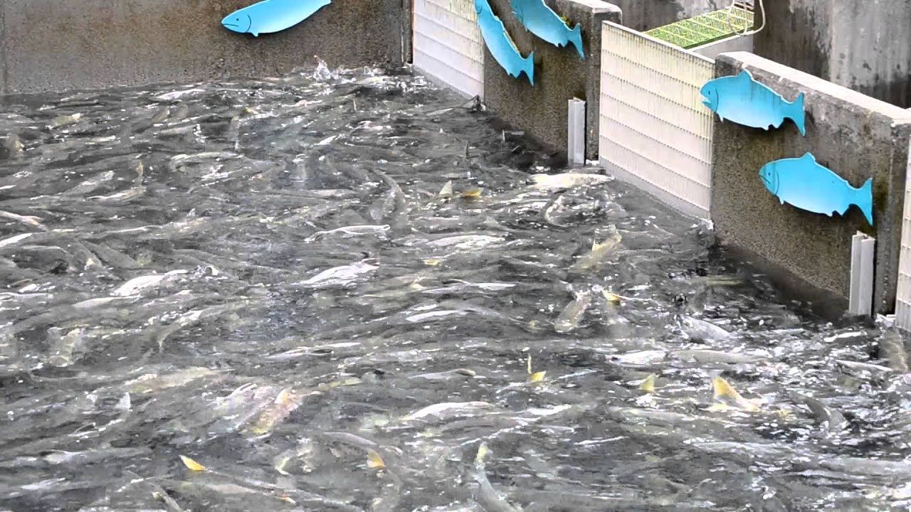 Skagway, Alaska - Fishing
