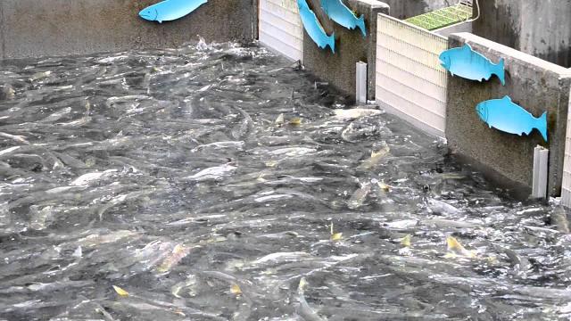 Skagway Cruise Port - Fishing