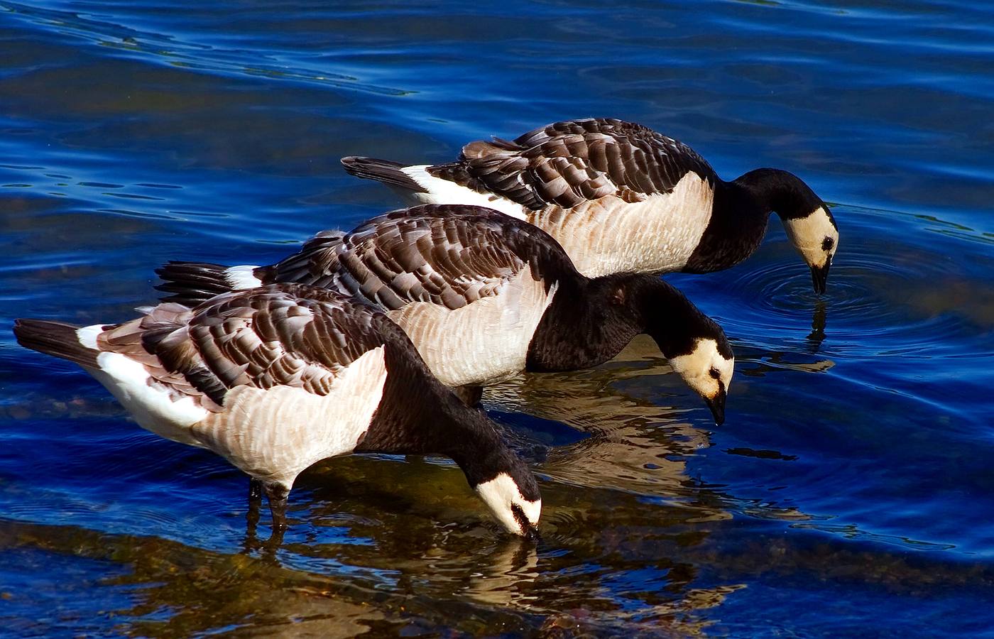 Helsinki Cruise Port