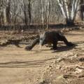 Komodo Island, Indonesia