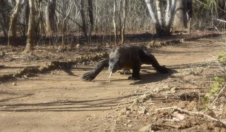 Komodo Island, Indonesia