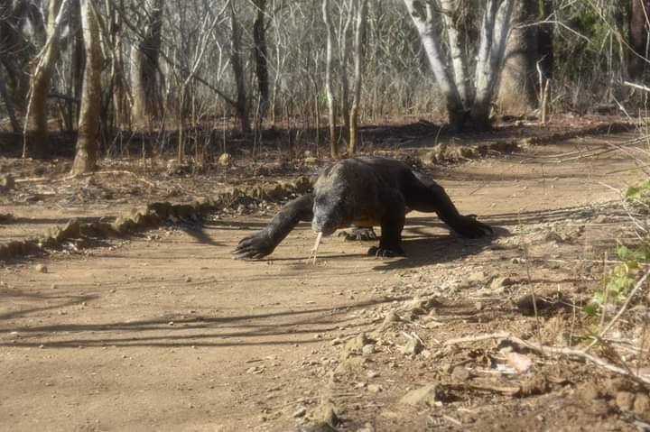 Komodo Island Cruise Port