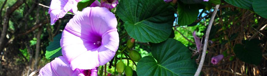 Kailua-Kona, Hawaii, United States