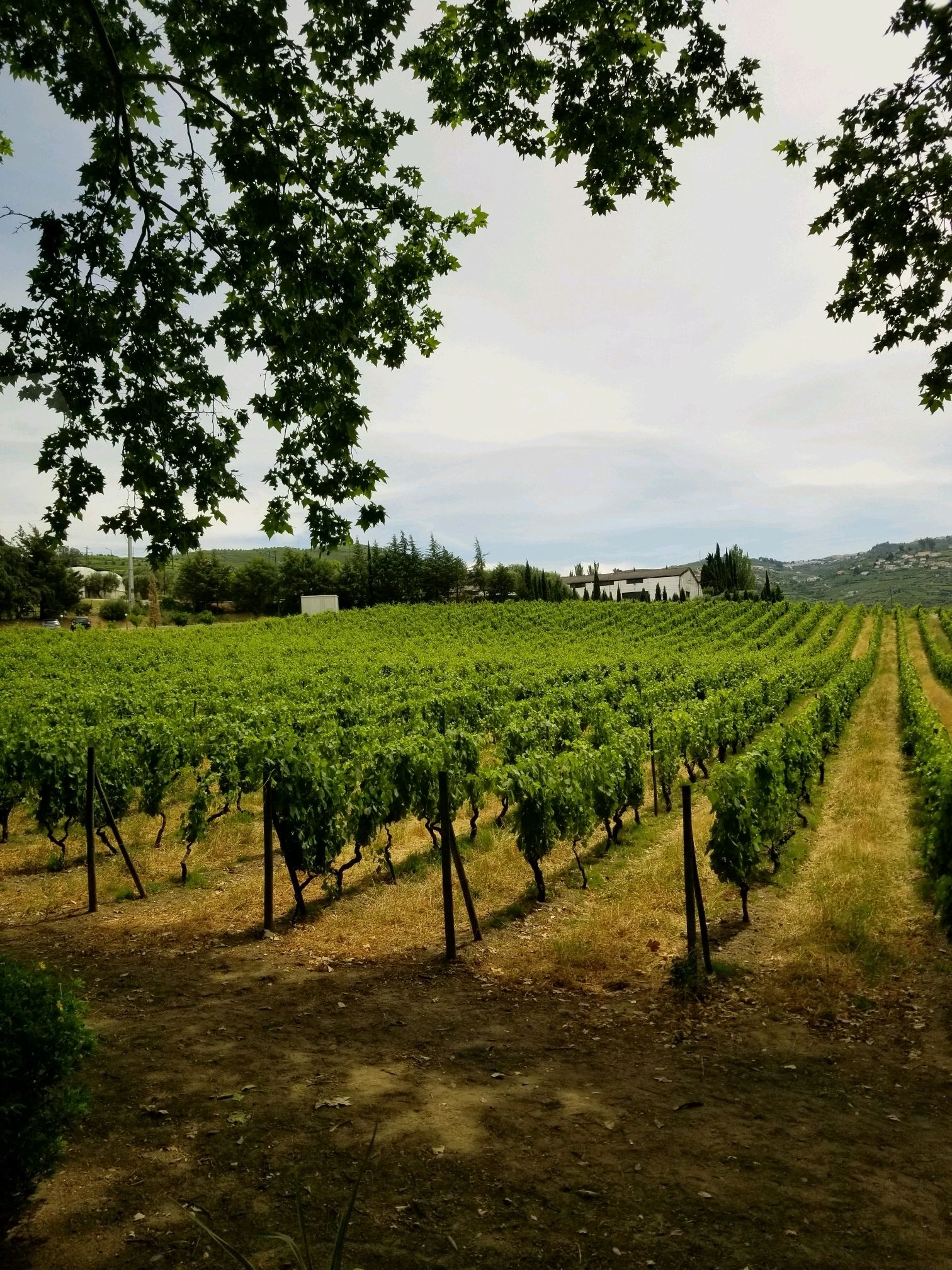 Leixoes (oporto), Portugal