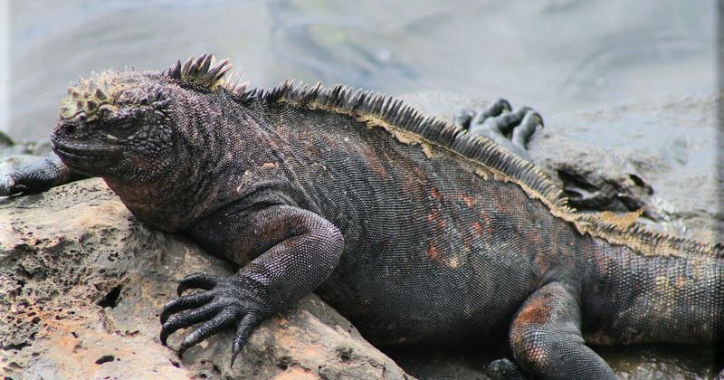 North Seymour, Galapagos