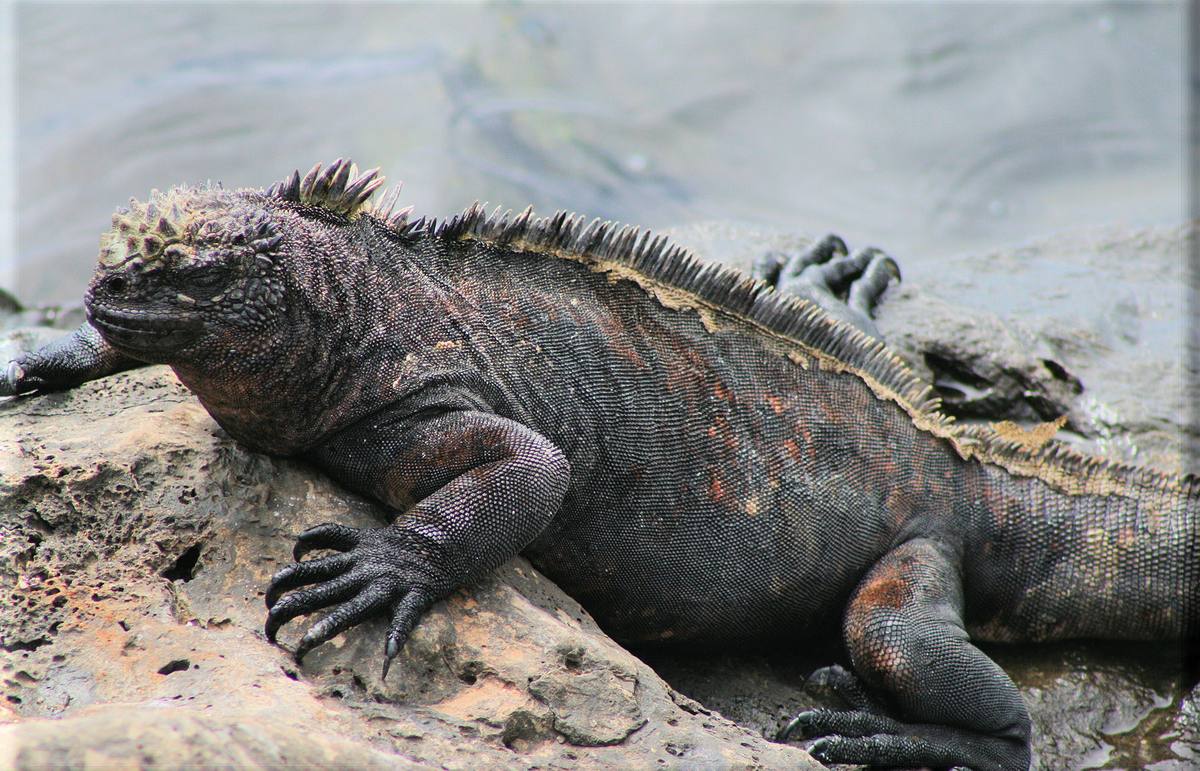 North Seymour, Galapagos cruise port