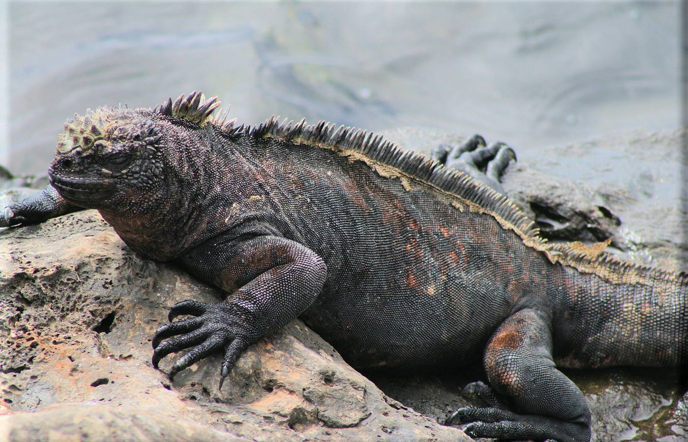 North Seymour Cruise Port