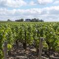 Pauillac