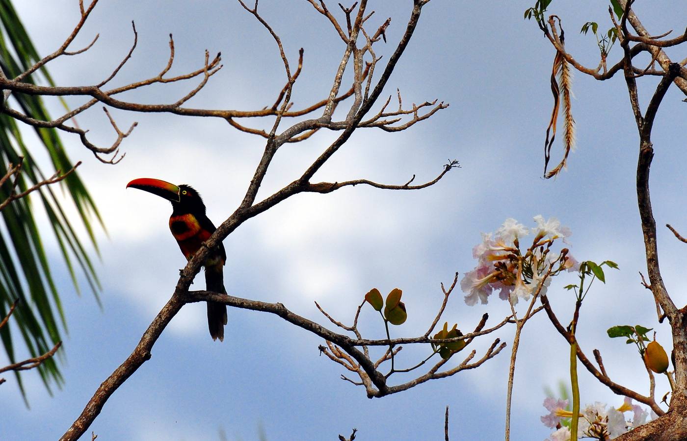Puerto Caldera Cruise Port