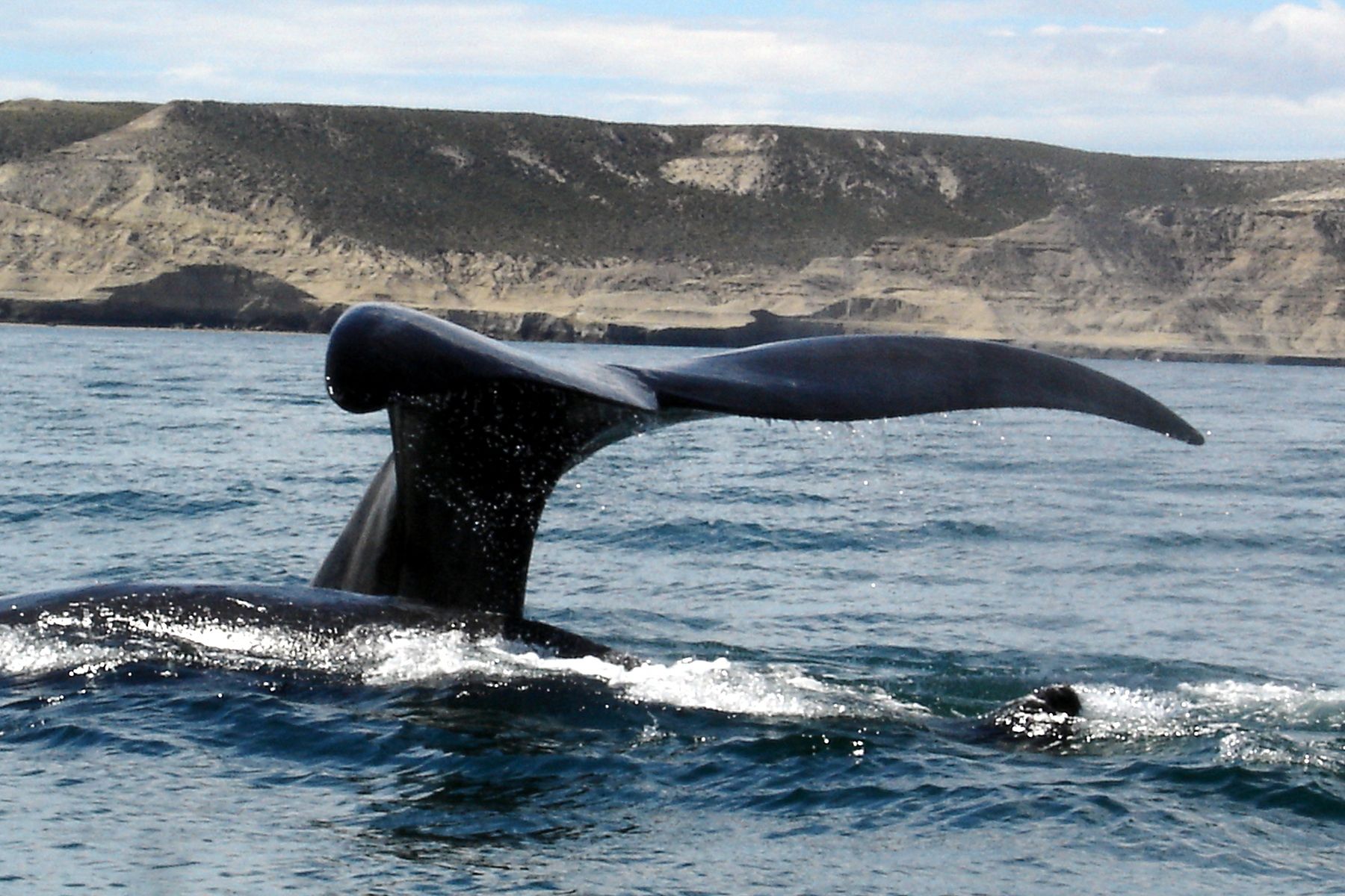 Puerto Madryn, Argentina