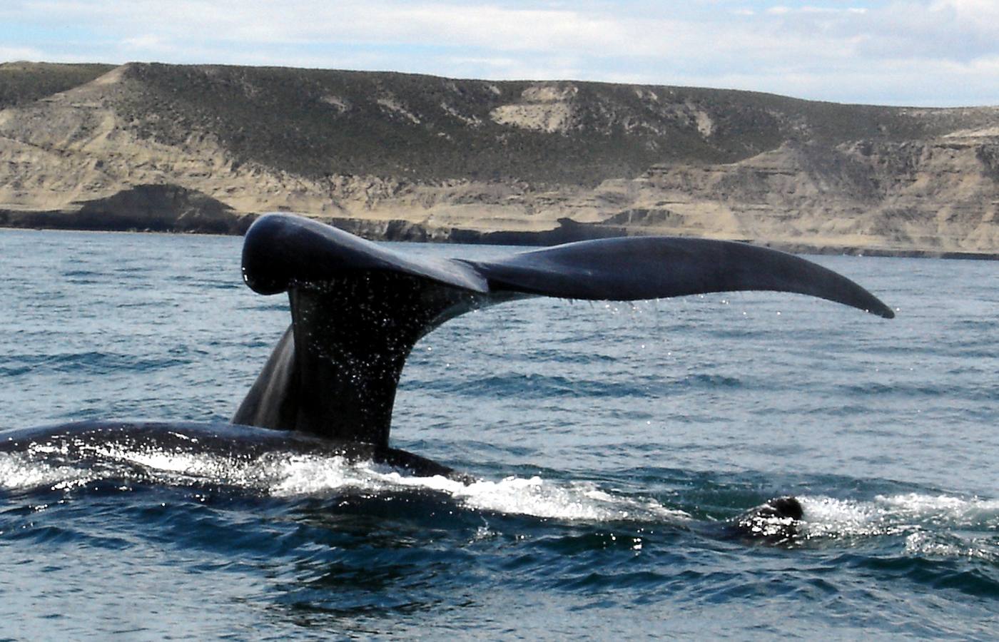 Puerto Madryn Cruise Port