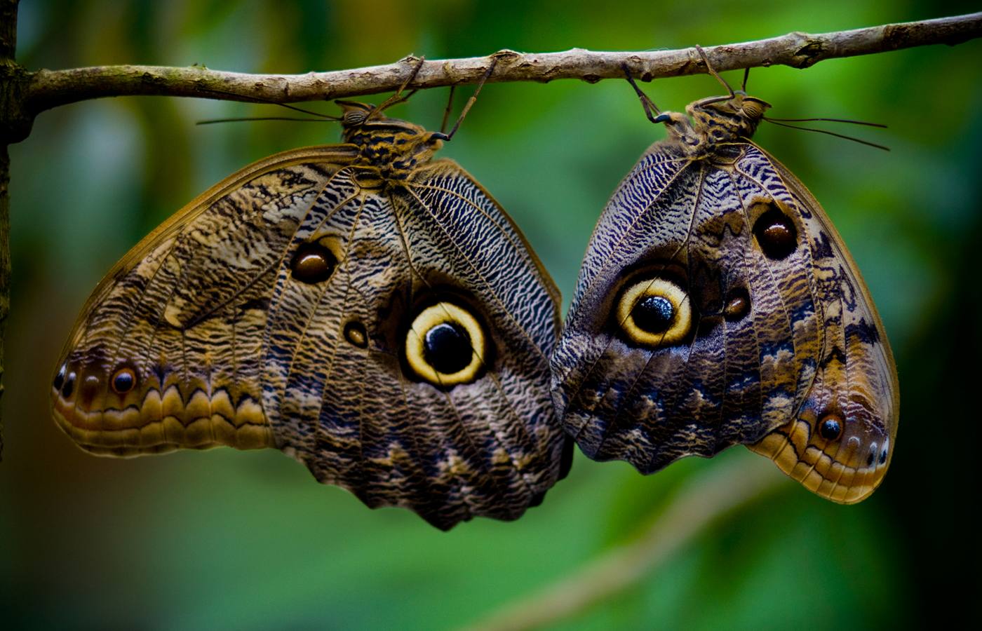 Puerto Quepos Cruise Port