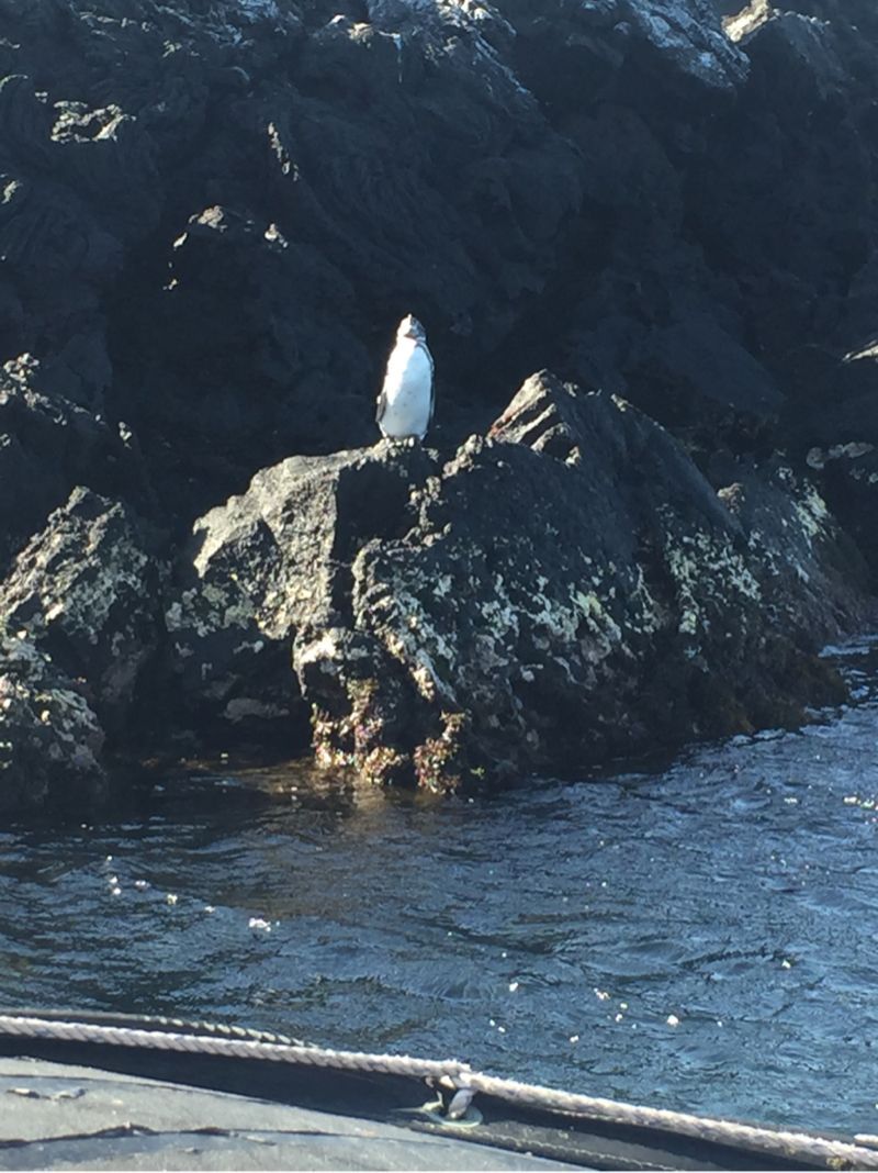 Punta Moreno, Isabela, Galapagos