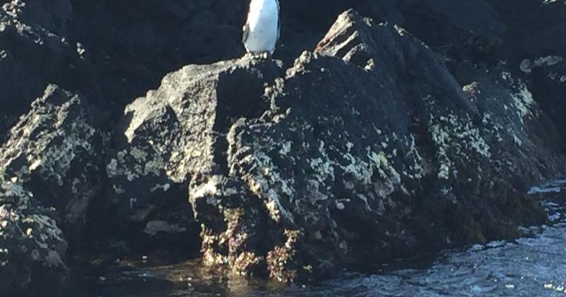 Punta Moreno, Isabela, Galapagos